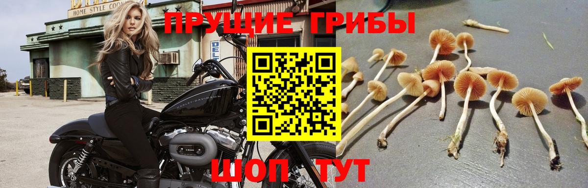 Псилоцибиновые грибы Psilocybe  Вход с VPN  Кимры  Галлюциногенные грибы Psilocybine cubensis 